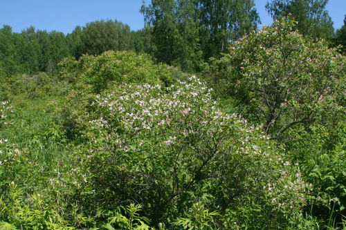 Lonicera tatarica