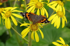 Vanessa indica indica