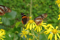 Vanessa indica indica