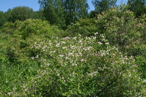 Lonicera tatarica