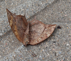 Fountainea eurypyle confusa