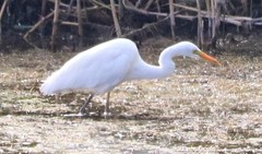 Ardea intermedia brachyrhyncha