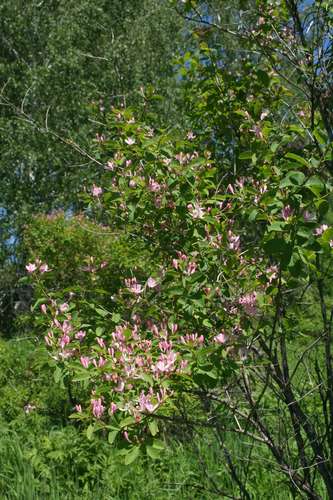 Lonicera tatarica