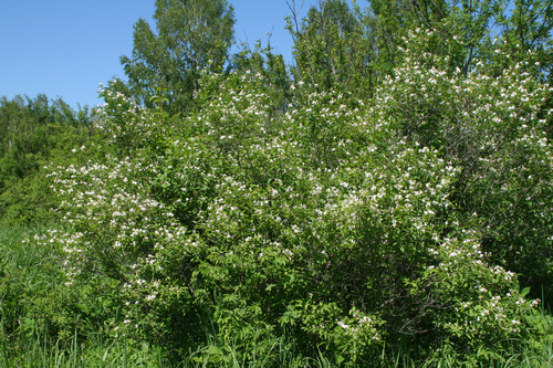 Lonicera tatarica