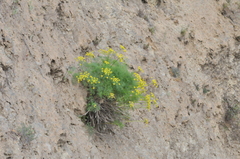Lomatium klickitatense