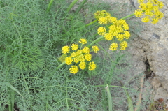 Lomatium klickitatense