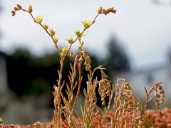 Petrosedum amplexicaule