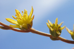 Petrosedum amplexicaule