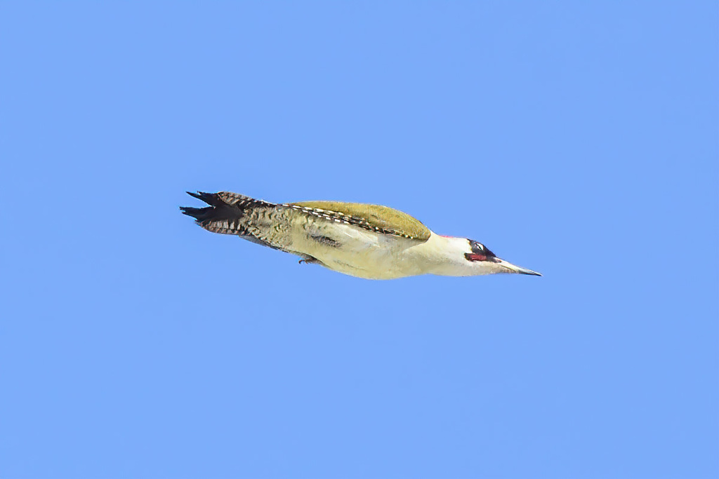 European Green Woodpecker