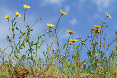 Coleostephus myconis