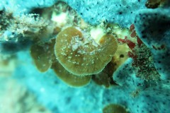 Lobophora variegata