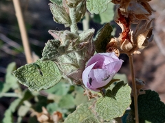 Malacothamnus marrubioides