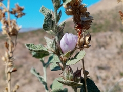 Malacothamnus marrubioides
