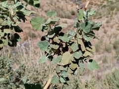 Malacothamnus marrubioides