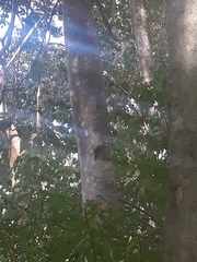 Xiphorhynchus flavigaster