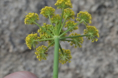 Lomatium klickitatense