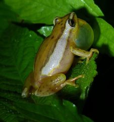 Hyperolius mitchelli