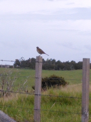 Anthus novaeseelandiae
