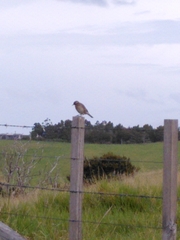 Anthus novaeseelandiae