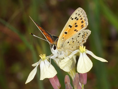 Lycaena bleusei