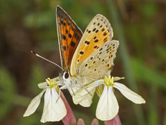 Lycaena bleusei