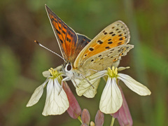 Lycaena bleusei