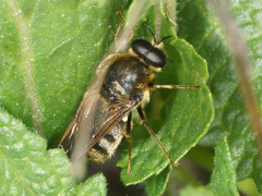 Pycnomalla splendens