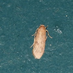 Lambula obliquilinea