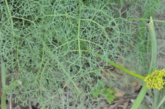 Lomatium klickitatense