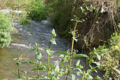 Scrophularia scorodonia