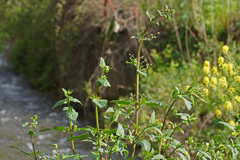 Scrophularia scorodonia