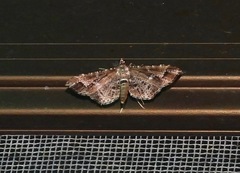 Merodictya marmorata