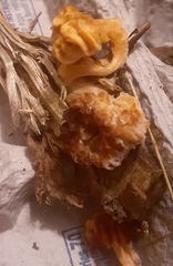 Hypomyces tubariicola