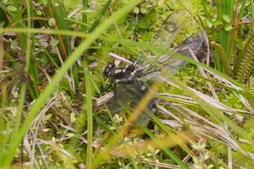 Chilton's Giant Dragonfly photo 6