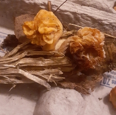 Hypomyces tubariicola