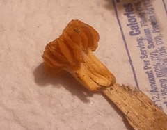 Hypomyces tubariicola
