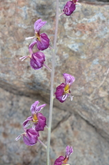 Streptanthus glandulosus glandulosus