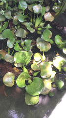 Pontederia crassipes