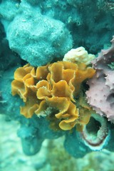 Steginoporella chartacea