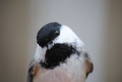 Poecile atricapillus