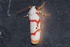 Cyana unipunctata