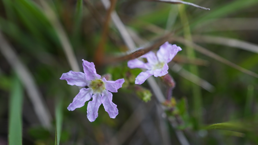 Cuphea ciliata; photograph (c) Jairo Pinto, some rights reserved (CC BY)