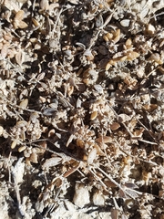 Atriplex buchananii