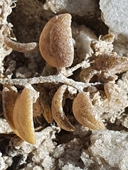 Atriplex buchananii