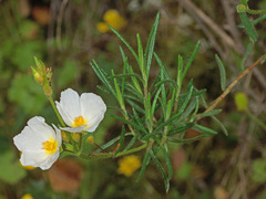 Cistus umbellatus