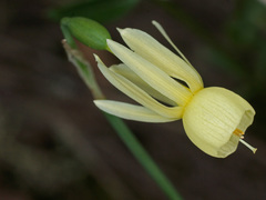 Narcissus triandrus pallidulus