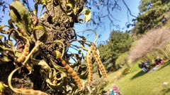 Pleopeltis polylepis