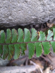 Adiantum caudatum