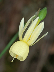 Narcissus triandrus pallidulus