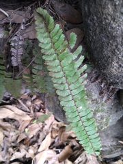 Adiantum caudatum